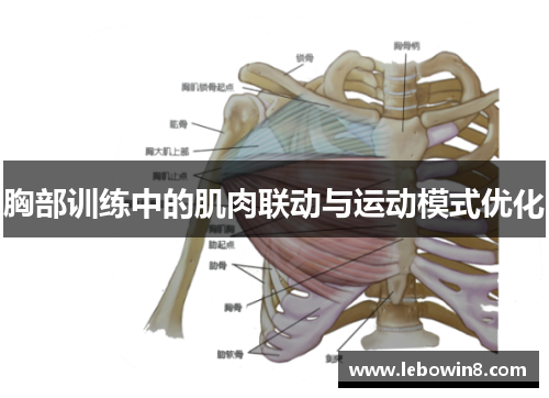 胸部训练中的肌肉联动与运动模式优化